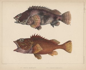سيباستس مارمووراتس ، 1855
